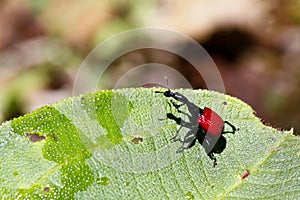 Endemic Giraffe weevil (Trachelophorus giraffa) on a green leaf.