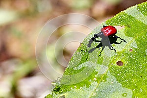 Endemic Giraffe weevil (Trachelophorus giraffa) on a green leaf.