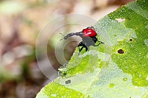 Endemic Giraffe weevil (Trachelophorus giraffa) on a green leaf.