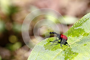 Endemic Giraffe weevil (Trachelophorus giraffa) on a green leaf.