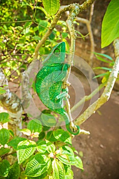 Endemic green panther chameleon, Madagascar