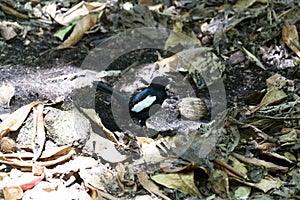 Endemic Magpie Robin bird cousin island seychelles