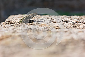 Endemic male lizard Iberolacerta cyreni peers out of a granite rock crack