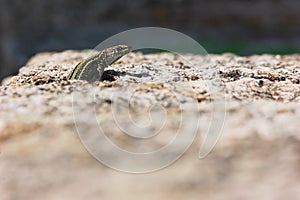 Endemic male lizard Iberolacerta cyreni peers out of a granite rock crack photo