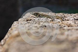 Endemic male lizard Iberolacerta cyreni sunbathing on a granite rock photo