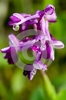 Endemic Mesiterranean Orchis Flowers from Sardinia Isle