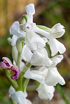 Endemic Mesiterranean Orchis Flowers from Sardinia Isle