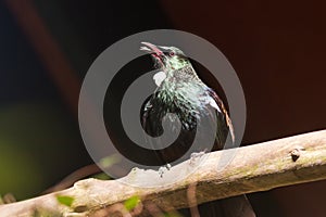 Endemic New Zealand Bird Tui