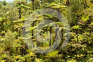 Endemic New Zealand tree fern forest wilderness