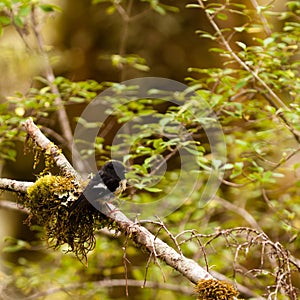 Endemic NZ bird Tomtit, Petroica macrocephala photo