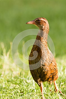 Endemic NZ bird Weka, Gallirallus australis