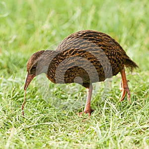 Endemic NZ bird Weka pulling a worm off the ground photo