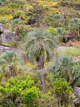 the Endemic palm, Ravenea glauca Andringitra National Park. Madagascar