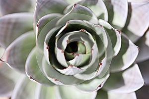 Endemic plant from Mount Roraima photo