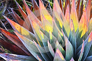 Endemic plant from Mount Roraima