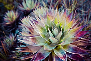 Endemic plant from Mount Roraima in Venezuela photo