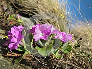 Endemic plant (Primula hirsuta)