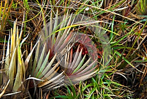 Endemic Plant of Roraima Tepui Summit, La Gran Sabana, Venezuela