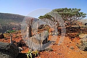 Endemic plants on the Socotra island