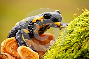 Endemic species of European fire salamander hiding in wilderness