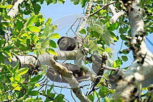 Endemic Sulawesi Cuscus bear on the tree