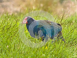 Endemic takahe photo