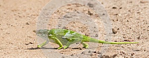 The Endemic & Threatened Usambara Two-horned Chameleon Kinyongia multituberculata in Tanzania