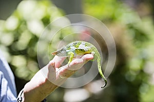 The Endemic & Threatened Usambara Two-horned Chameleon Kinyongia multituberculata in Tanzania