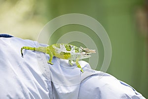 The Endemic & Threatened Usambara Two-horned Chameleon Kinyongia multituberculata in Tanzania