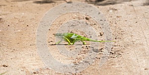 The Endemic & Threatened Usambara Two-horned Chameleon Kinyongia multituberculata in Tanzania photo