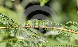 The Endemic & Threatened Usambara Two-horned Chameleon Kinyongia multituberculata in Tanzania photo