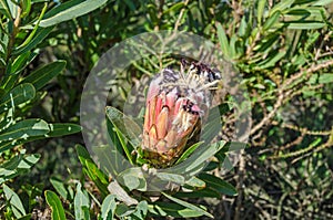 Endemic to South Africa oleanderleaf protea