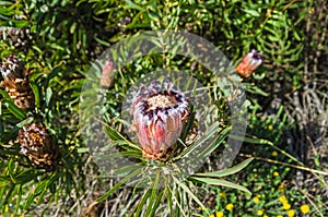 Endemic to South Africa oleanderleaf protea