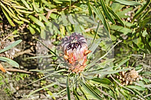 Endemic to South Africa oleanderleaf protea