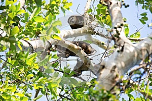 Endemic to Sulawesi bear cuscus, Ailurops ursinus,Tangkoko National Park, Sulawesi, Indonesia