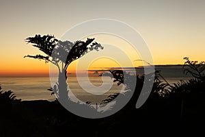 Endemic Tree ferns at dawn on St Helena Island