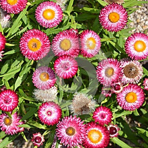 Endemic Western Australian Everlasting Daisies