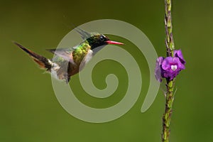 Endemic White-crested Coquette in Costa Rica