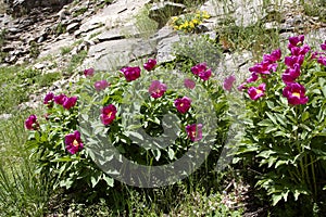 Endemic wild mountain fowers in Ida Mountain in Turkish: Kazdagi, meaning Goose Mountain, Turkey