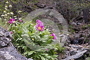 Endemic wild mountain fowers in Ida Mountain in Turkish: Kazdagi, meaning Goose Mountain, Turkey