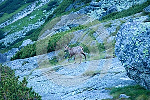 Tatranský kamzík v přirozeném prostředí Vysokých Tater na Slovensku
