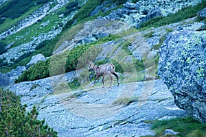 Tatra chamois in the natural habitat of High Tatra mountains, Slovakia