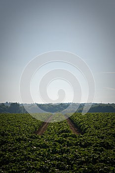 Ending traktor lane on a field