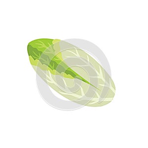 Endive lettuce isolated element. Healthy chicory food print