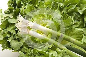 Endive salad with leek onions