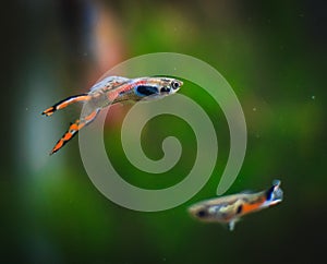 Endler guppy in my aquarium