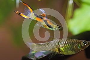 Endler guppy, Poecilia wingei, freshwater aquarium fish, laguna Campoma male courtship female, biotope aquarium