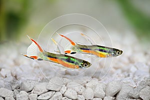 Endler Guppy Poecilia wingei tiny colorful tropical aquarium fish