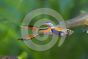 Endler`s guppy neon glowing adult male, freshwater aquarium fish, vibrant spawning coloration and active behaviour