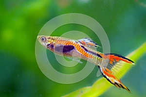 Endler`s guppy, vibrant neon glowing spawning coloration and active behaviour of adult male photo